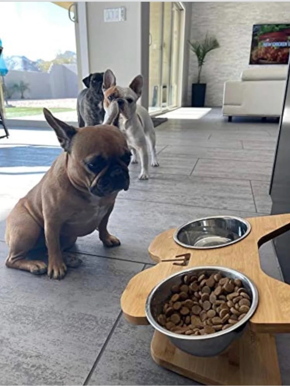 🐶🥣 NibbleyPets Elevated Dog Bowl Stand with Stainless Steel Bowls – 3-Piece Set